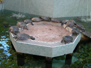 bathtub turtle pond